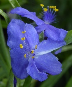 Double Blue Spiderwort, Caerulea Plena Tradescantia, Lady's Tears, Tradescantia virginiana 'Caerulea Plena', T. x andersoniana 'Caerulea Plena'